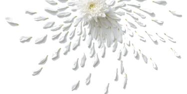 A white chrysanthemum flower with its petals dispersing, creating a dynamic and contrasting effect.