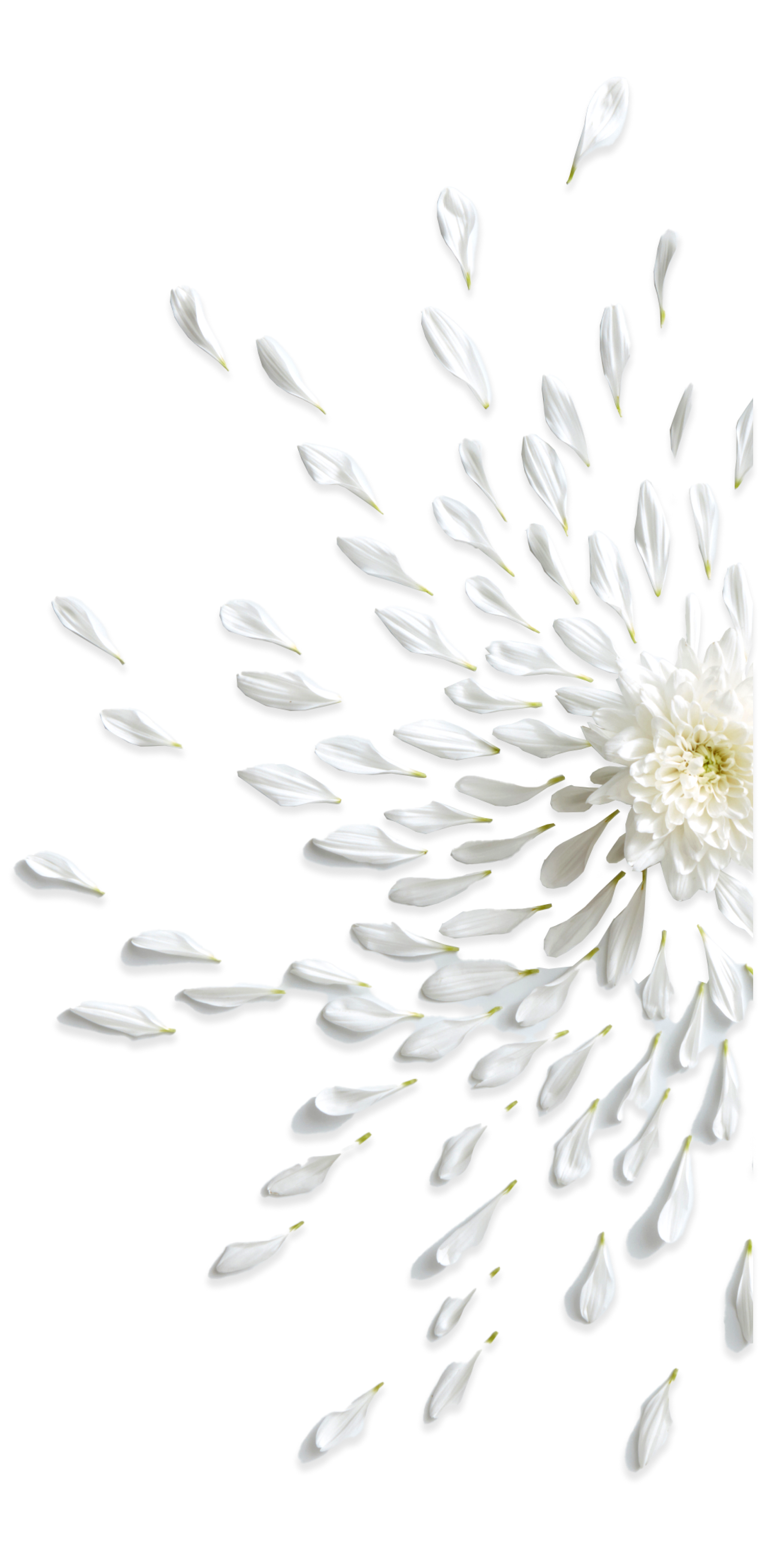 A white chrysanthemum flower with its petals dispersing, creating a dynamic and contrasting effect.